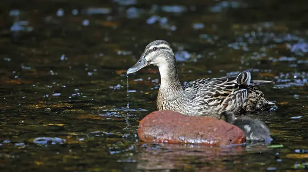 stock image Female mallard on the river