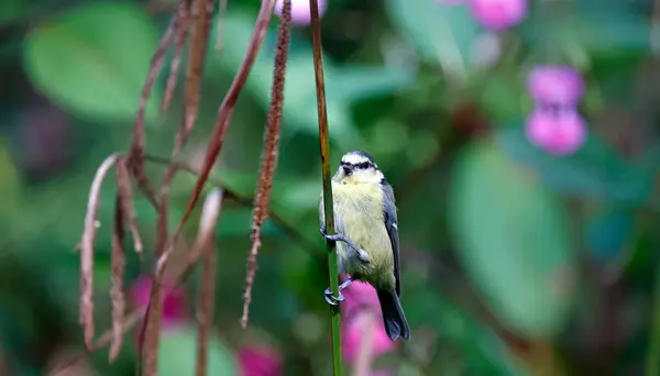 stock image Blue tits foraging in the woods