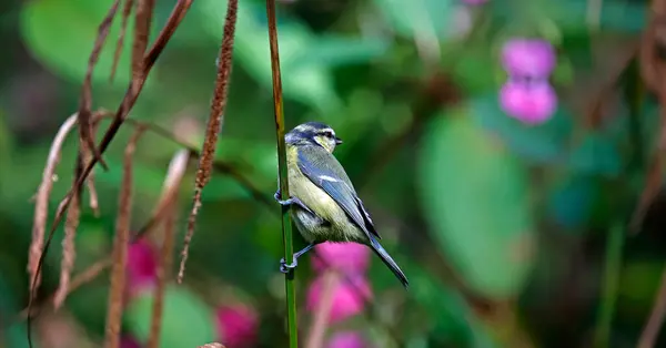 stock image Blue tits foraging in the woods