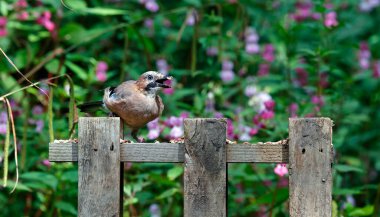 Eurasian jays at a woodland site clipart