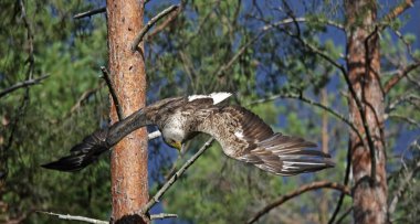 Finlandiya 'daki Taiga ormanında beyaz kuyruklu kartal.