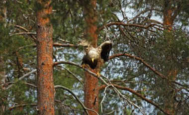 Finlandiya 'daki Taiga ormanında beyaz kuyruklu kartal.