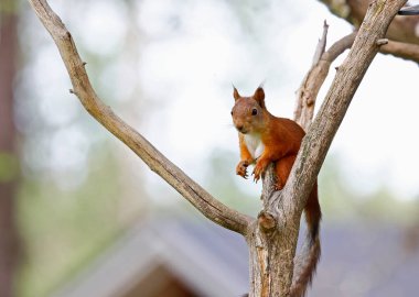 Finlandiya Taiga Ormanı 'nda kırmızı sütunlar