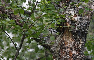 Juvenile great spooted woodpecker in the forest clipart