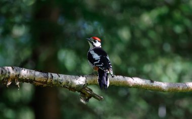 Juvenile great spooted woodpecker in the forest clipart