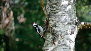 Juvenile great spooted woodpecker in the forest clipart