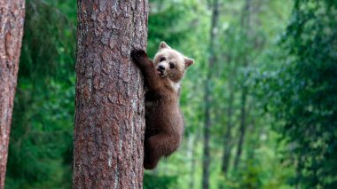 Ormanda oynayan kahverengi ayı yavruları