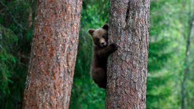 Ormanda oynayan kahverengi ayı yavruları