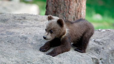 Ormanda oynayan kahverengi ayı yavruları