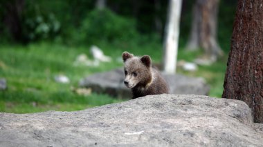 Ormanda oynayan kahverengi ayı yavruları