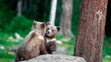 Brown bear cubs playing in the forest clipart