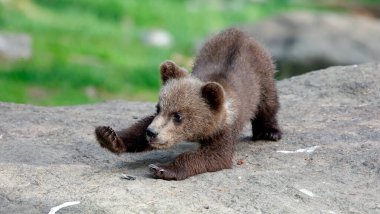 Brown bear cubs playing in the forest clipart