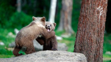 Brown bear cubs playing in the forest clipart