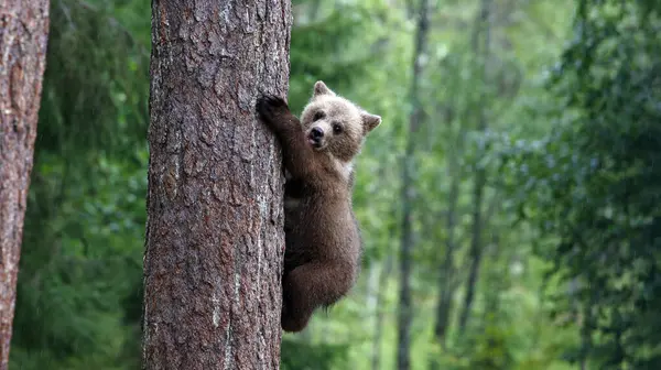 Ormanda oynayan kahverengi ayı yavruları