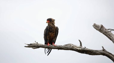 Bateleur kartalı Botswana 'da bir ağaca tünedi.