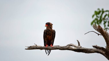 Bateleur kartalı Botswana 'da bir ağaca tünedi.