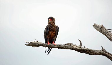 Bateleur kartalı Botswana 'da bir ağaca tünedi.