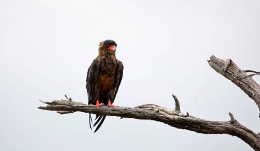 Bateleur kartalı Botswana 'da bir ağaca tünedi.