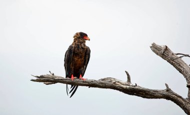 Bateleur kartalı Botswana 'da bir ağaca tünedi.