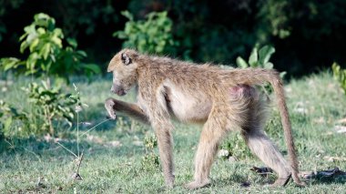 Botswana 'da bir babun ailesi.
