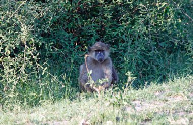 Botswana 'da bir babun ailesi.