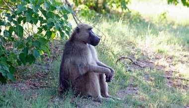 Botswana 'da bir babun ailesi.