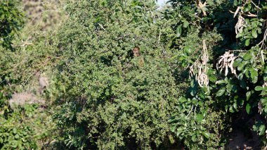 Botswana 'da bir babun ailesi.