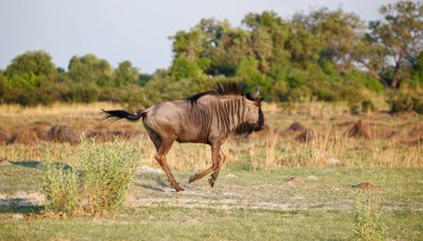 Botswana ovalarında mavi antiloplar