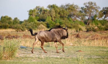 Botswana ovalarında mavi antiloplar