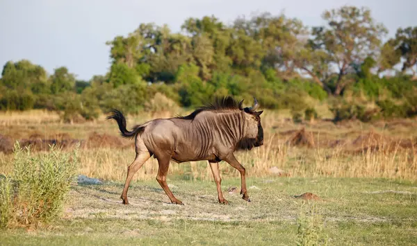 Botswana ovalarında mavi antiloplar