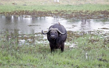 Cape Buffalo, Okavango delta Botswana 'da
