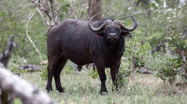 Cape Buffalo, Okavango delta Botswana 'da