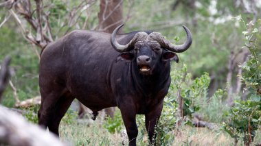 Cape Buffalo, Okavango delta Botswana 'da