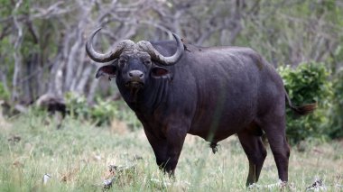 Cape Buffalo, Okavango delta Botswana 'da