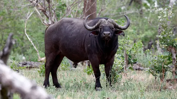 Cape Buffalo, Okavango delta Botswana 'da