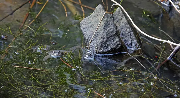 Yerel bir gölde kurbağa yumurtası ile çiftleşen kurbağalar.
