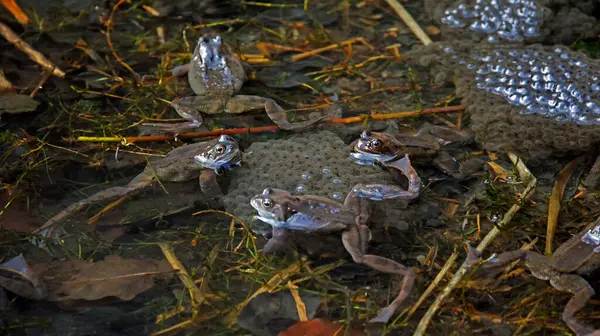 Yerel bir gölde kurbağa yumurtası ile çiftleşen kurbağalar.