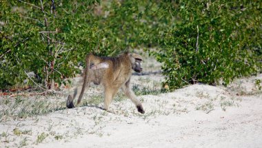 Okavango delta Botswana 'da bir grup babun.