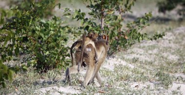 Okavango delta Botswana 'da bir grup babun.