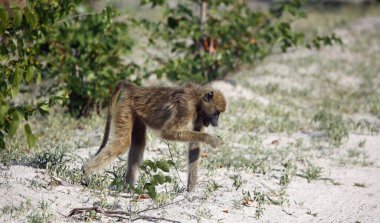 Okavango delta Botswana 'da bir grup babun.