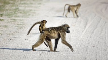 Okavango delta Botswana 'da bir grup babun.