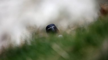 Uçurumun kenarındaki Razorbill