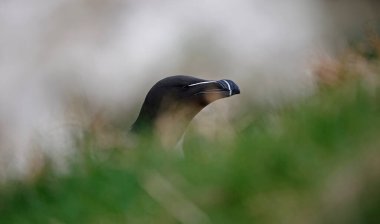 Uçurumun kenarındaki Razorbill