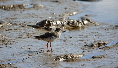 Düşük gelgitte kırmızı böğürtlen