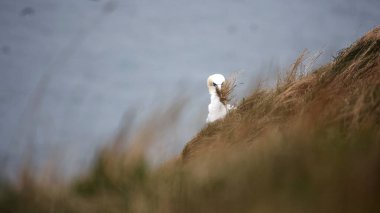Winswept sümsük kuşları yuva malzemesi topluyor