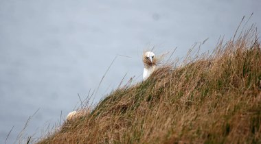Winswept sümsük kuşları yuva malzemesi topluyor