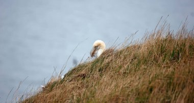Winswept sümsük kuşları yuva malzemesi topluyor