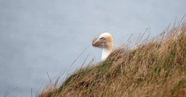 Winswept sümsük kuşları yuva malzemesi topluyor