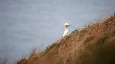 Winswept sümsük kuşları yuva malzemesi topluyor