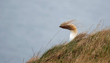 Winswept sümsük kuşları yuva malzemesi topluyor